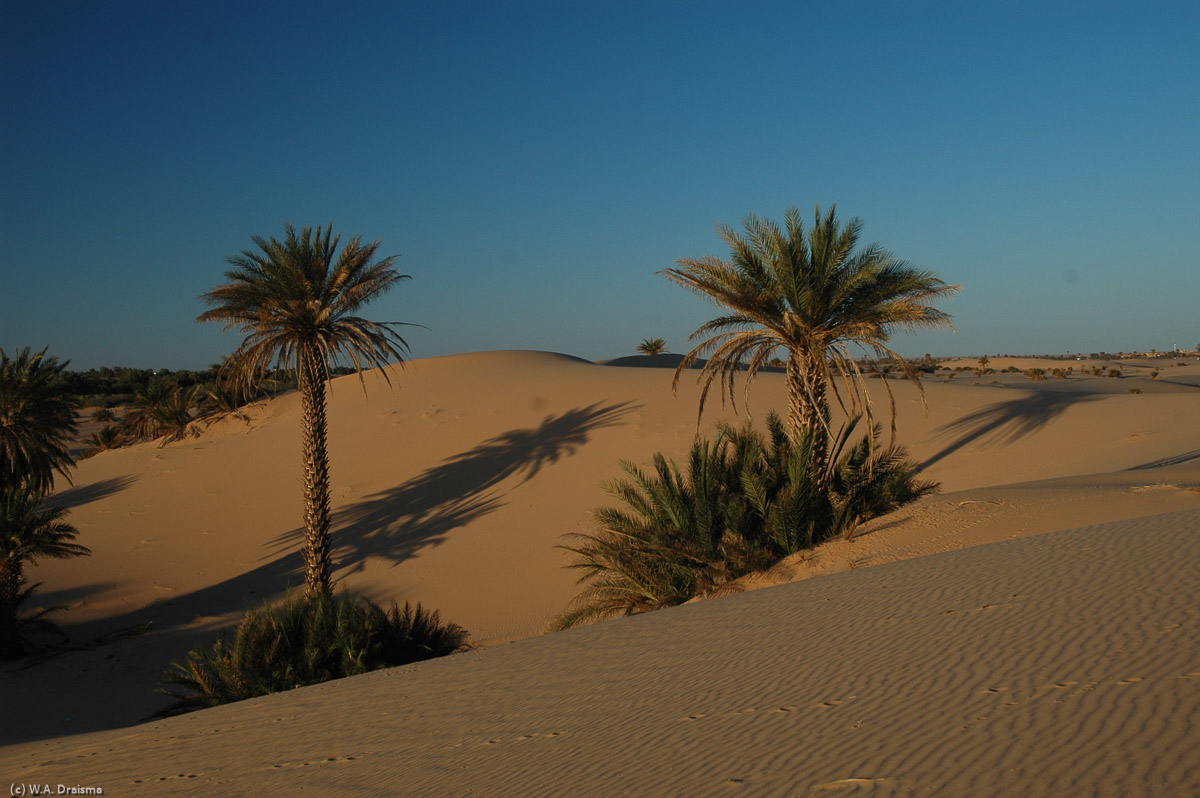 Although sand and dunes dominate, there are quite some date palms around Tmissah. The dunes pose a challenge of their own. Some of us try to use a plate as a kind of sand board. The result is trousers filled with sand. We have to find some better way to slide down the dunes.