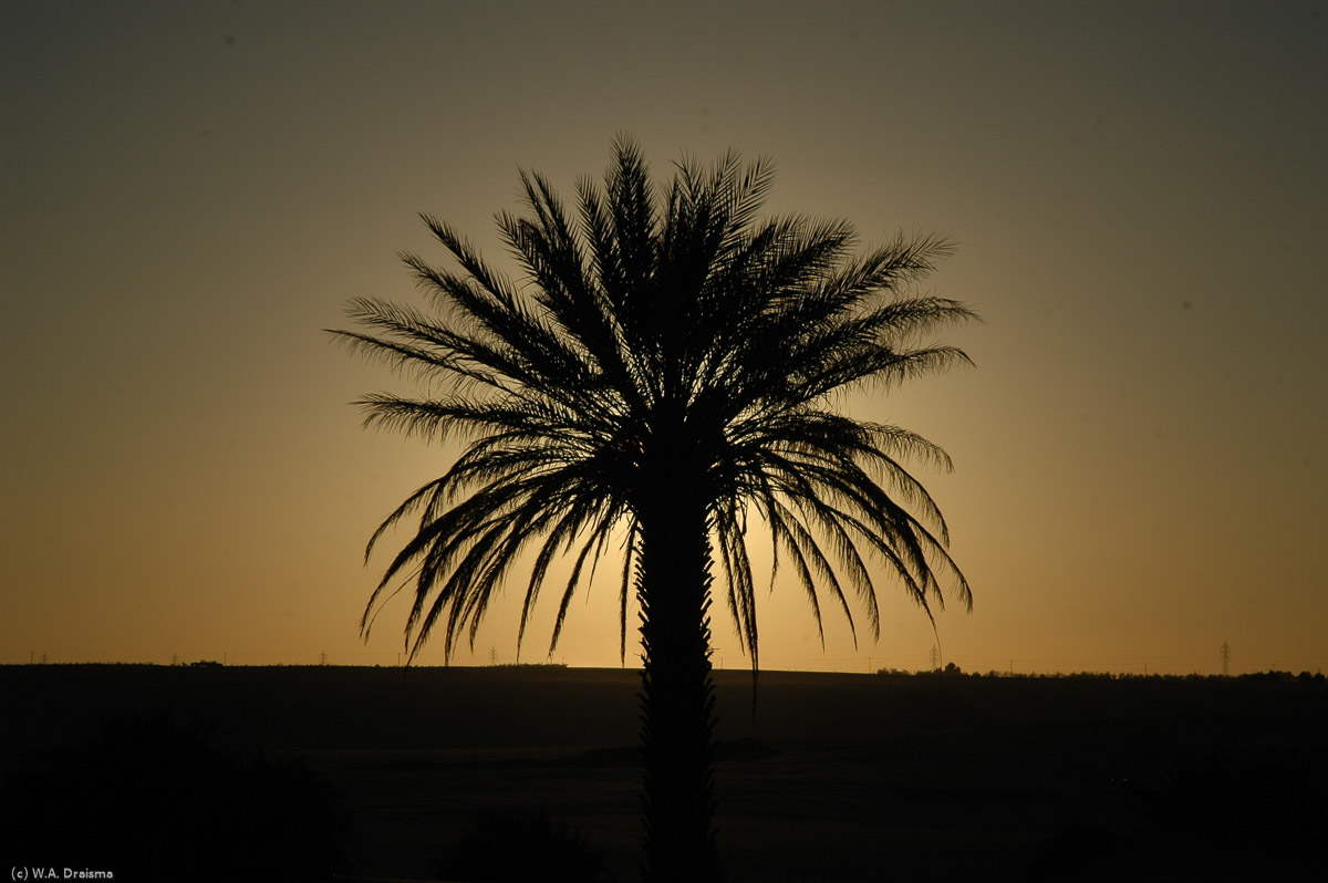 The silhouet of a date palm stands out against a golden sky.