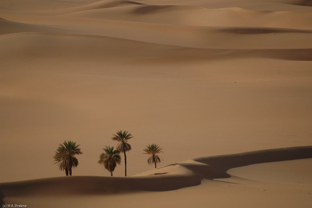 Further north from the lake there are countless small undulations some topped with solitary palm trees.