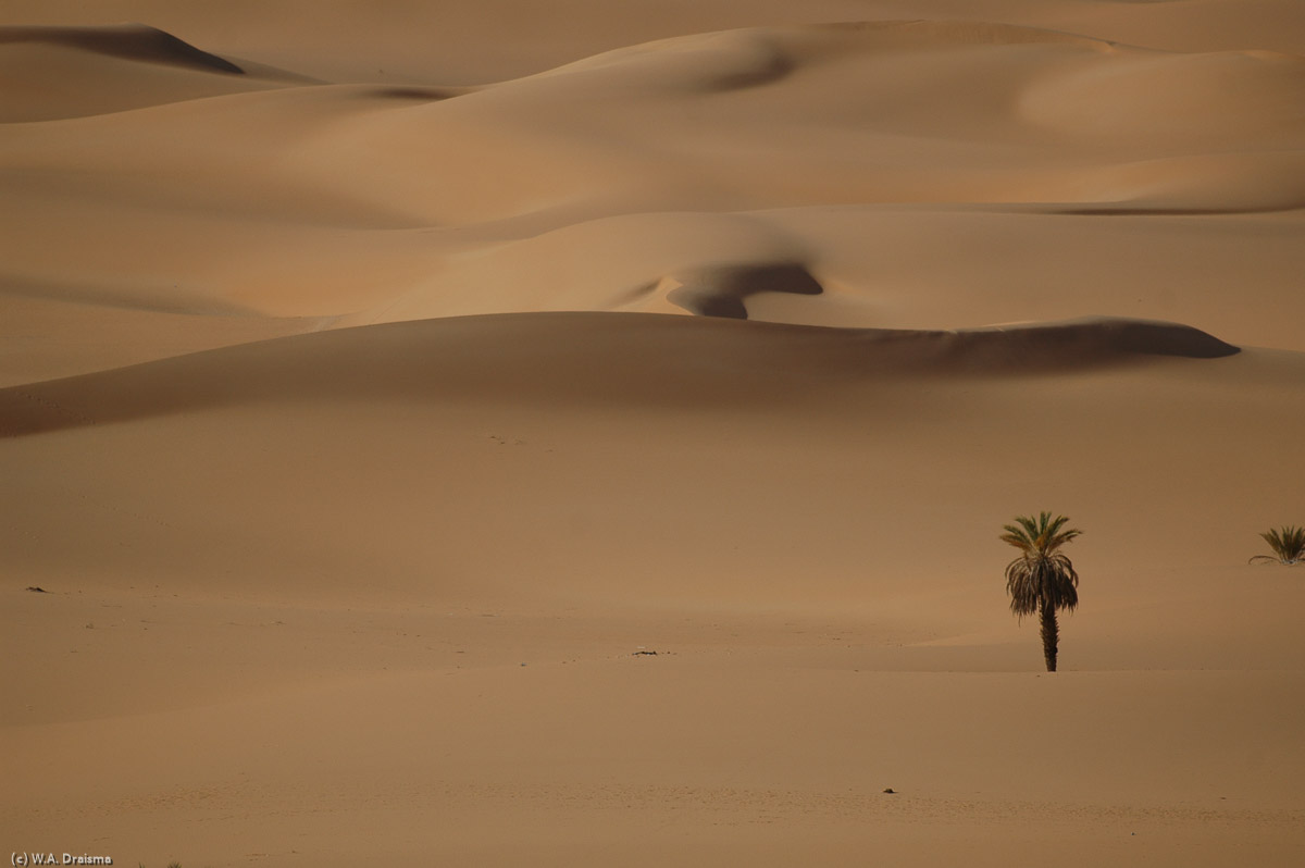 Another solitary palm tree.