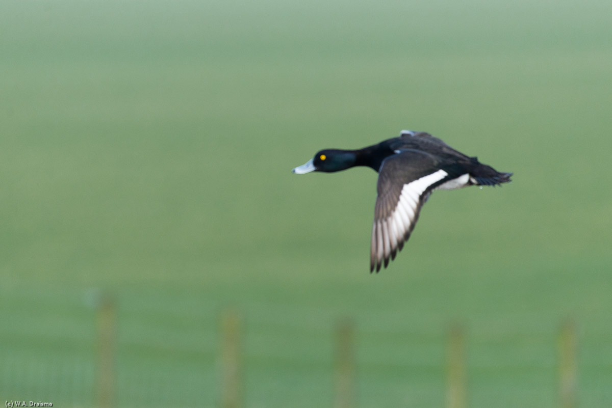 A tufted duck takes flight.