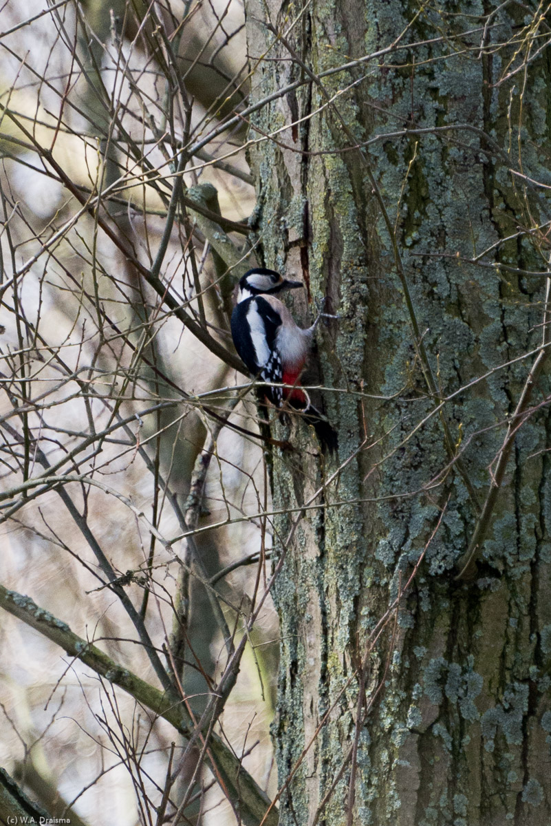 A great spotted woodpecker tries its luck on a tree.