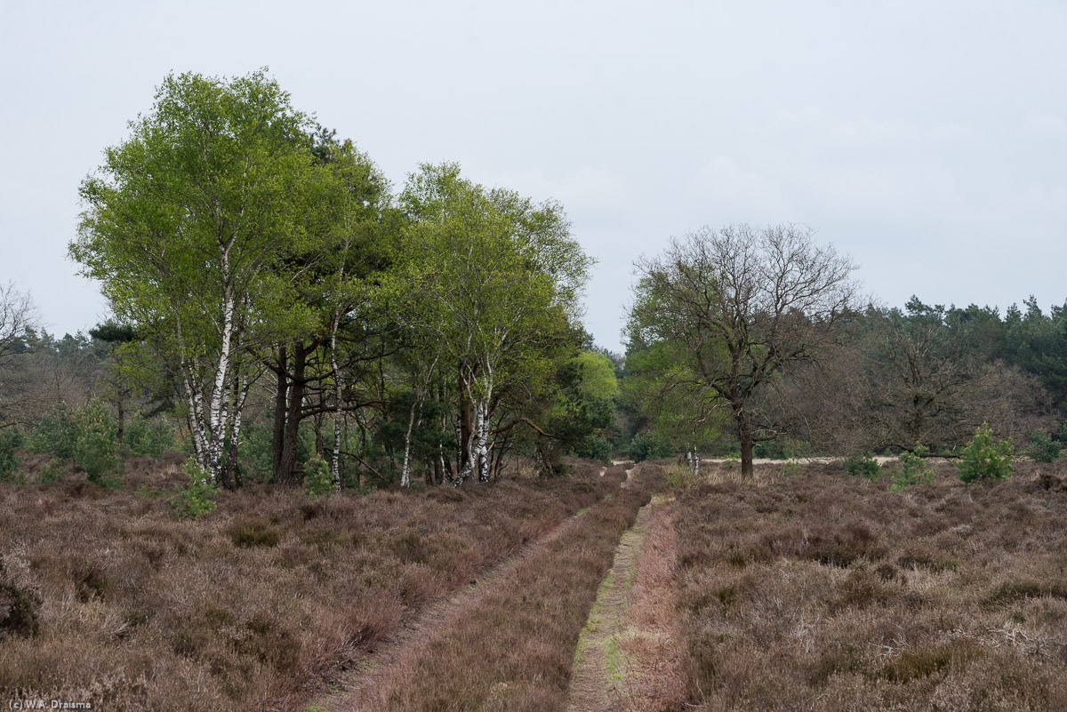 In the right season it's one sea of pink but even when the heath is not blooming the Stroese Heide is a beautiful area.