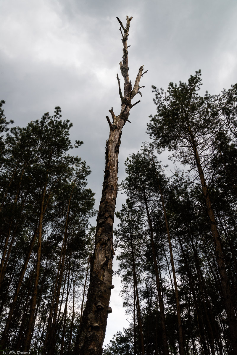 A dead trunk stands out amongst the living trees.