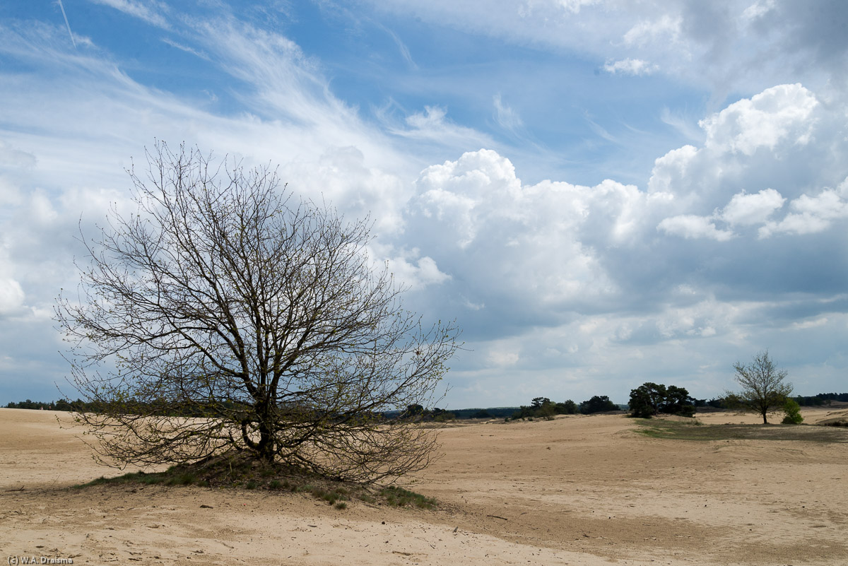 The Kootwijkerzand is the largest drift sand area of Western Europe. It has a surface of about 700 hectares.