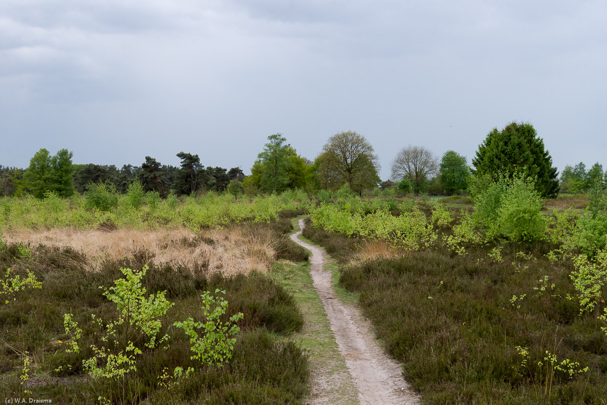 Although the heath is not flowering yet the other vegetation present at Achterste Steenberg provides a colorful panorama.