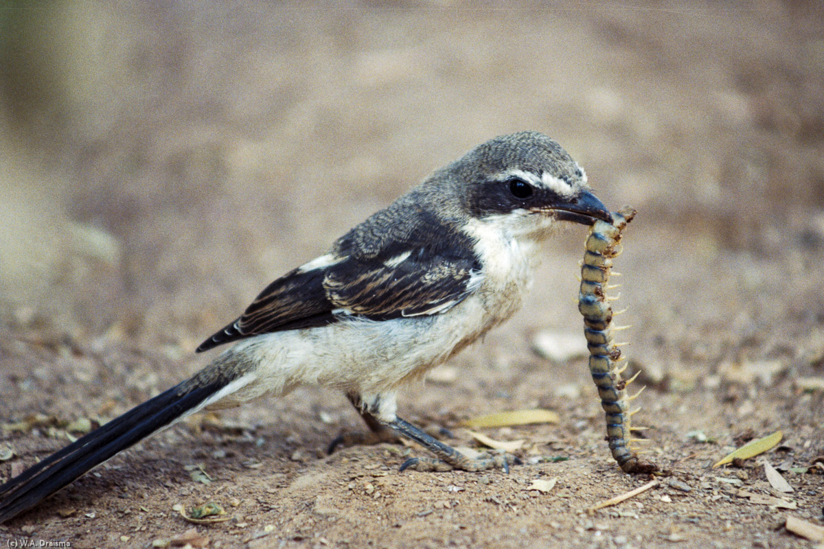 African Pied Wagtail with millipede snack.