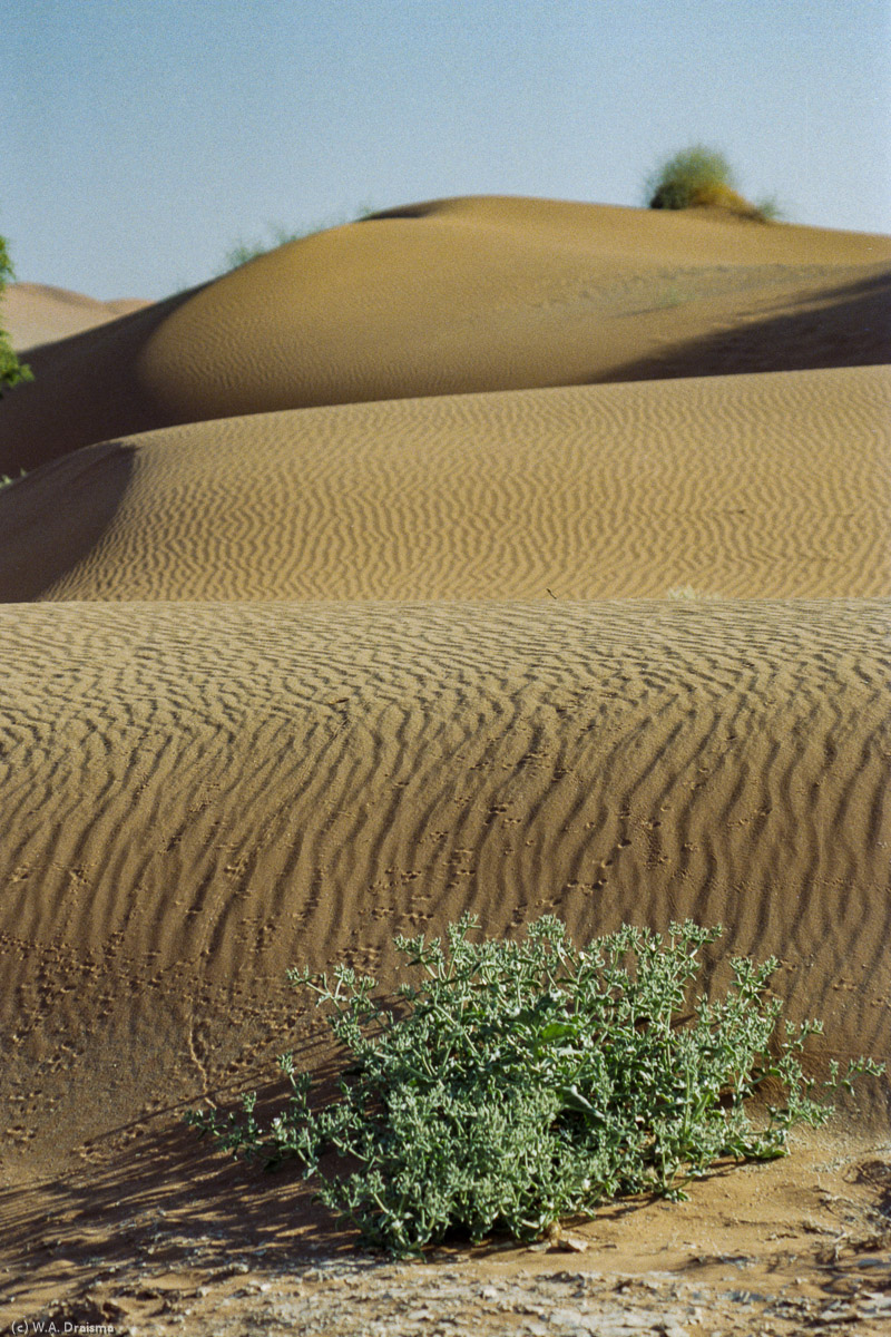 Wind creates ripples in the shifting sands.