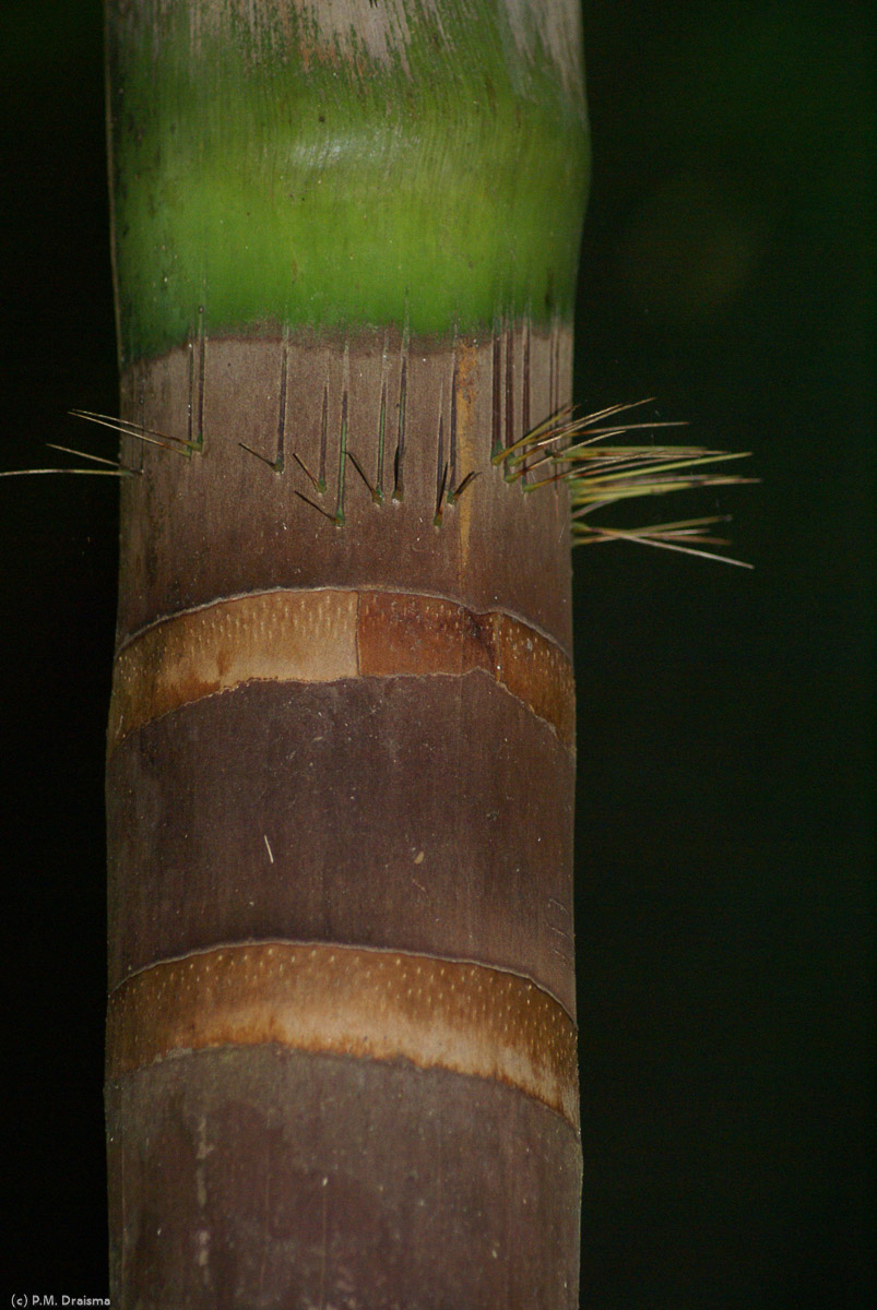 The trunk of the palm grows spikes as a natural defense against certain animals.