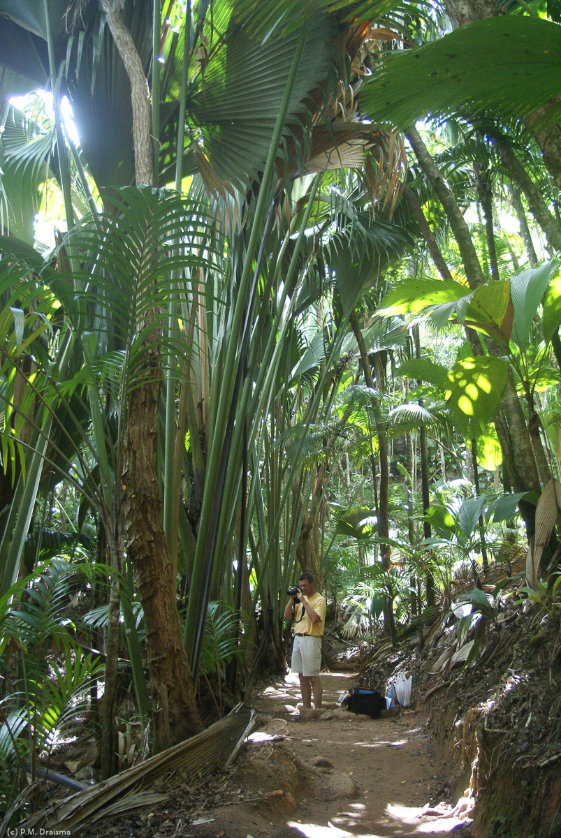One of the highlights of Praslin is the Vallée de Mai with its unique coco de mer palms. The palms can reach a height of 25-34 meters and only exists on Praslin and nearby Curieuse.