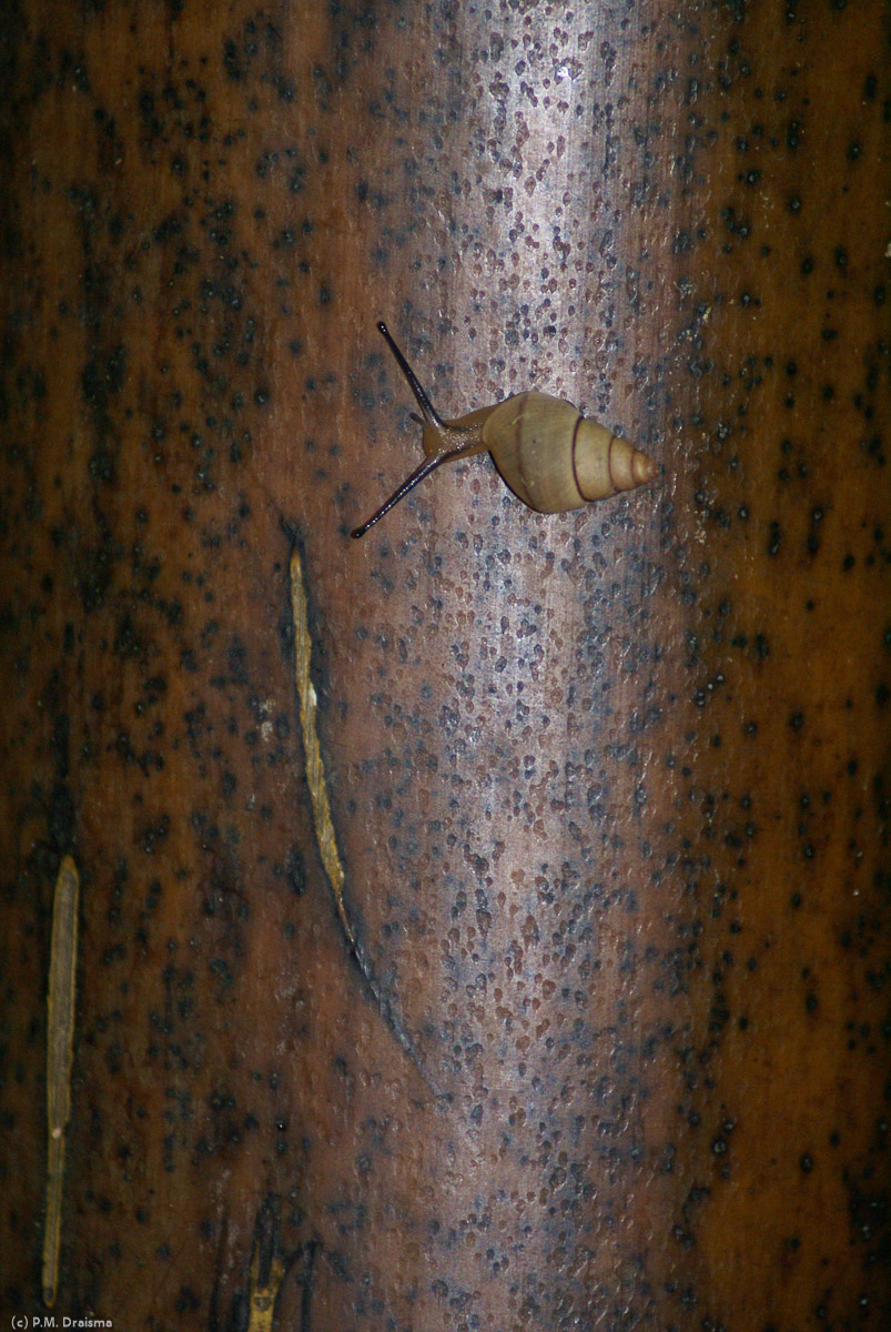 A tiny snail tries to scale the trunk of a huge coco de mer palm.