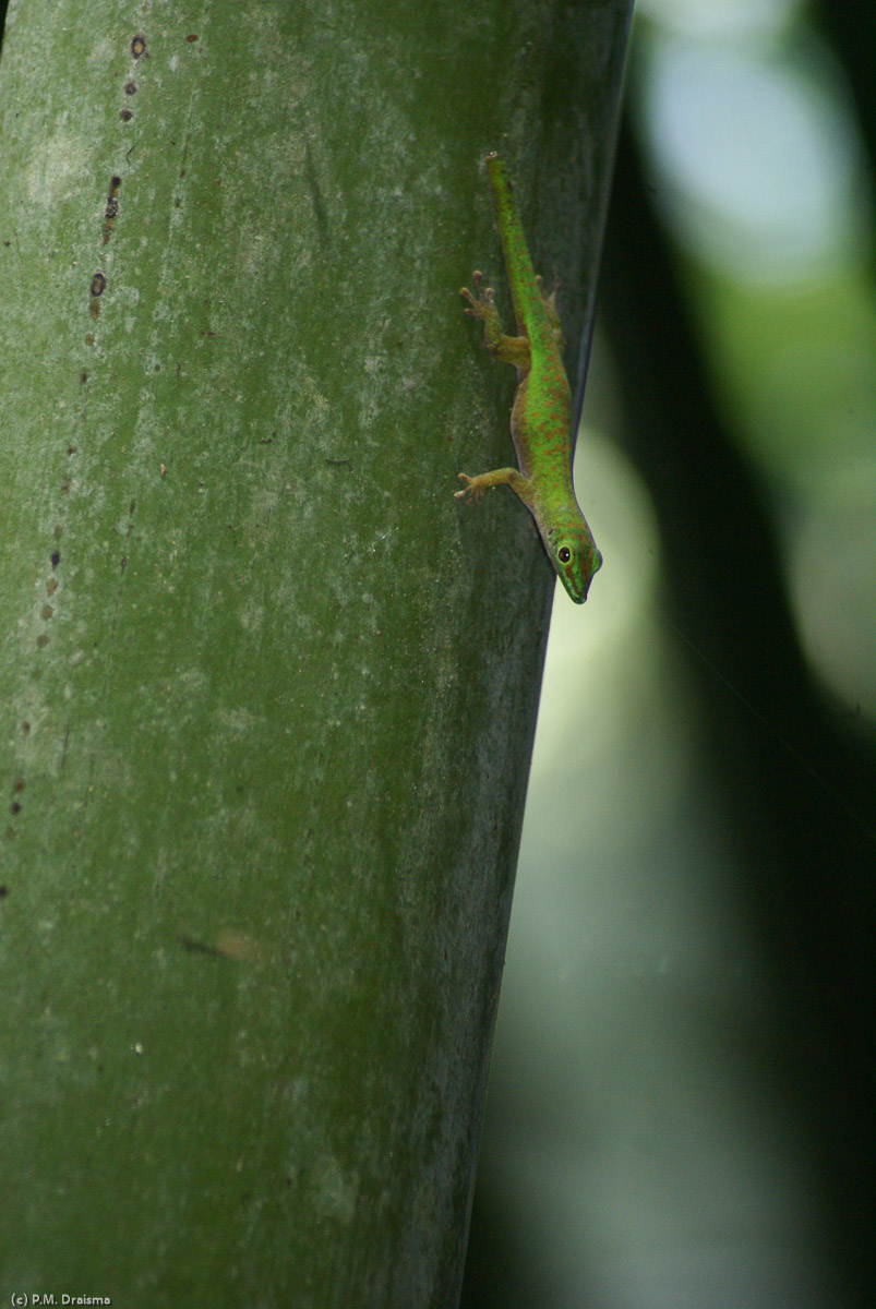 And there's another gecko climbing down to have a closer look at us.