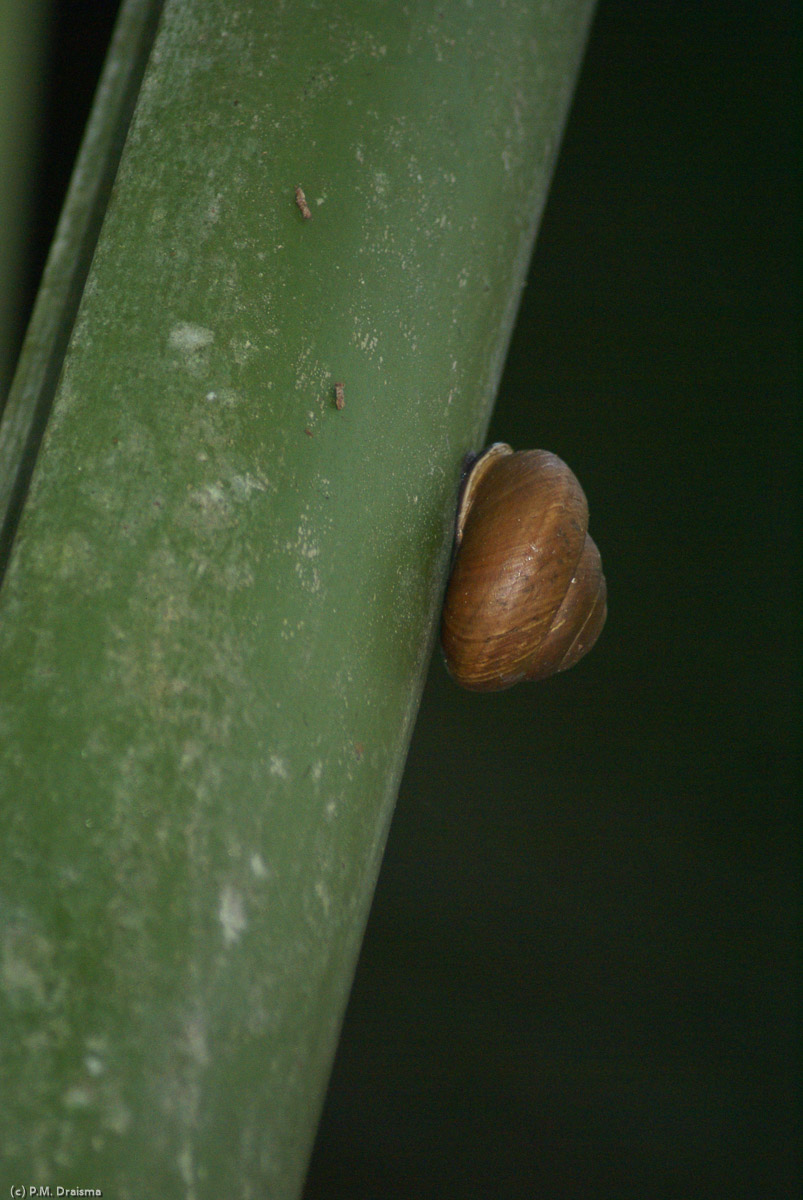 The Vallée de Mai is also a heaven for snails.