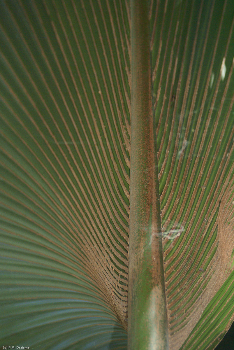 The coco de mer palm has fan-shaped leaves with a length of 7-10 meters and a width of 4.5 meters with nerves radiating outwards from a central core.