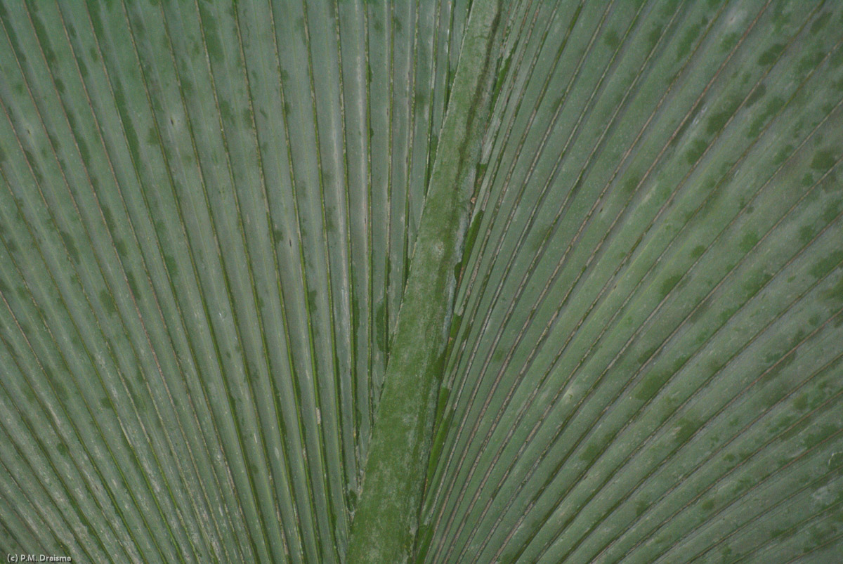 Detail of a coco de mer leaf.