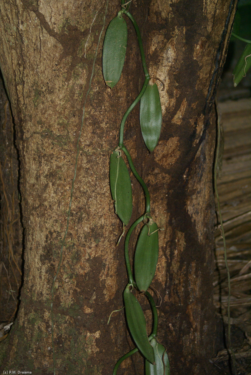 Vanilla is a kind of orchid that grows as a vine, climbing up an existing tree.