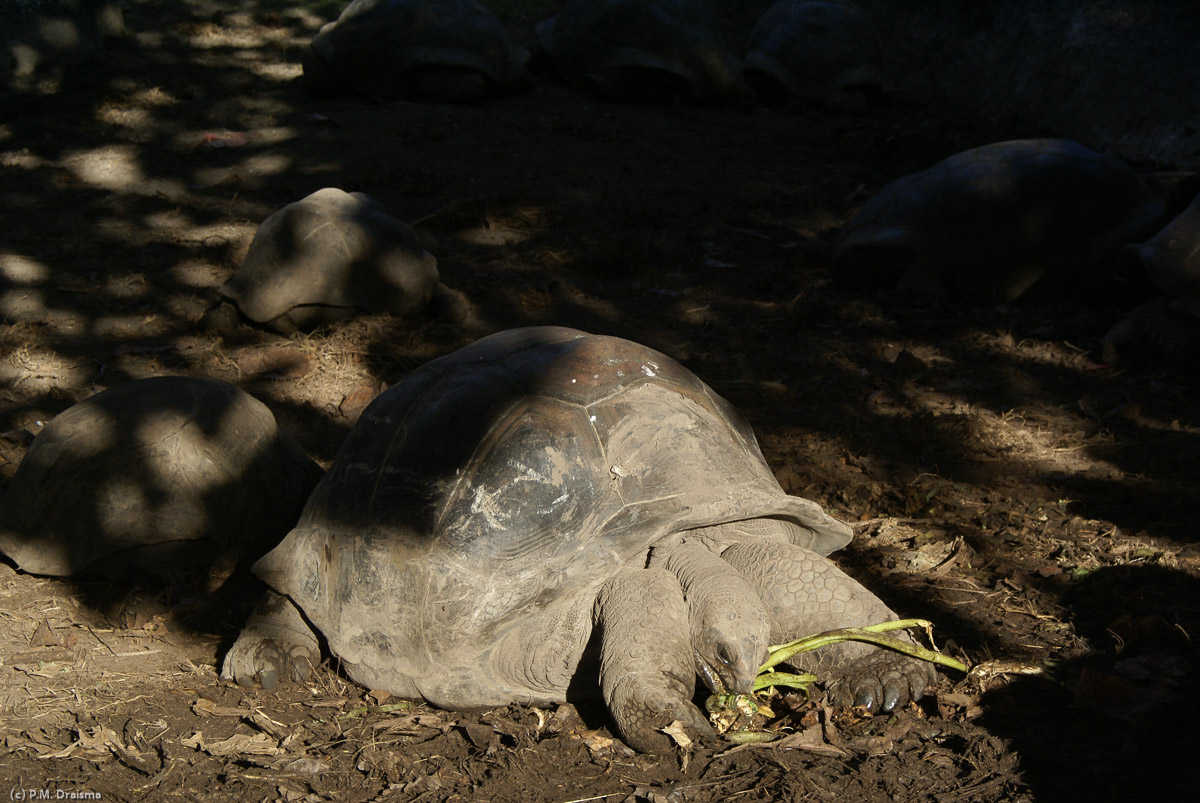Anihilated in the past, giant tortoises now only still live in large numbers on Aldabra, a remote group of islands in Seychelles, where they number in the 100,000.
