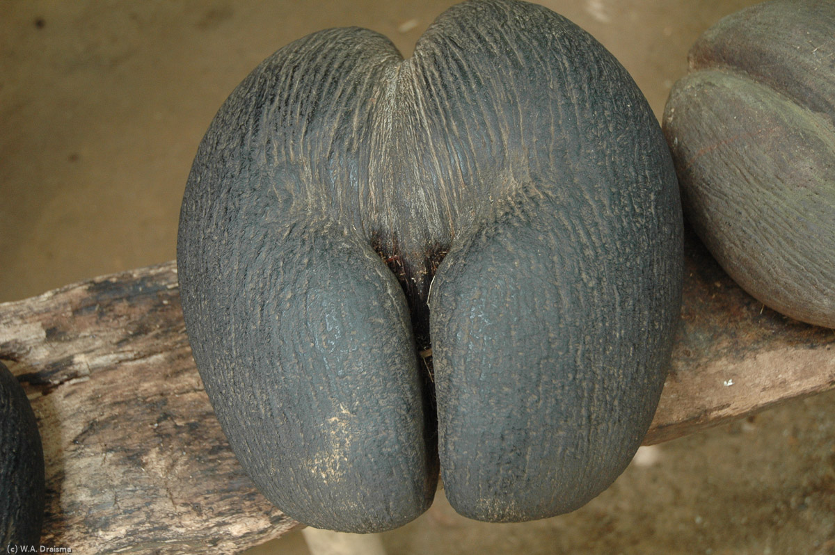 Legend has it that sailors who first saw the nut floating in the sea imagined that it resembled a woman's disembodied buttocks.