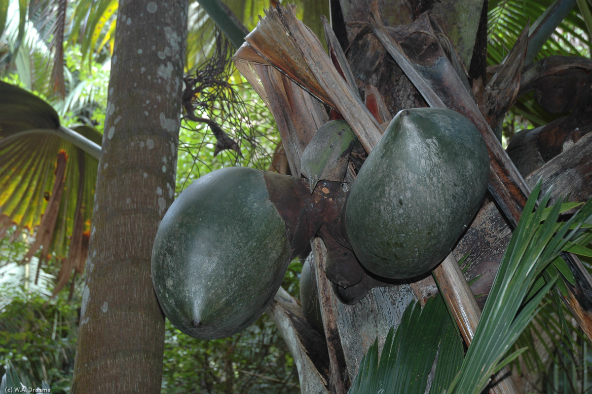 The nuts of the coco de mer are the largest seeds of all known plants.