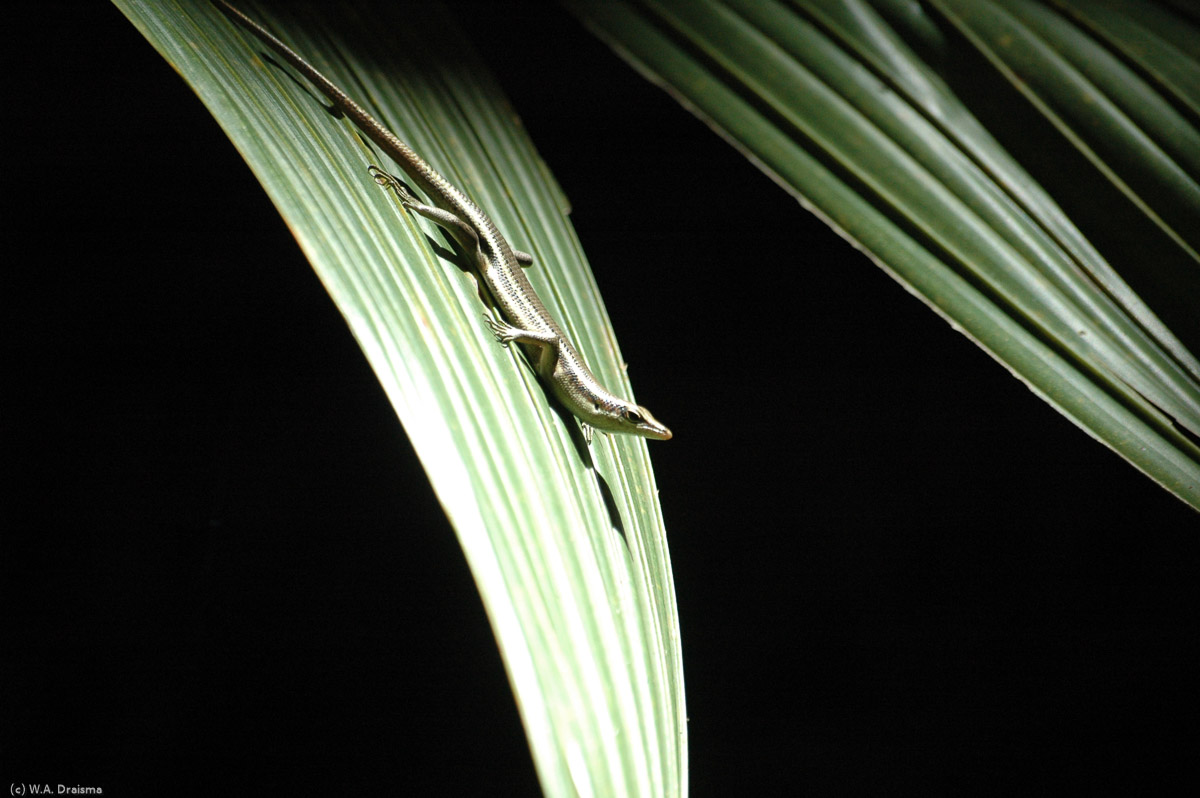 The rays of the sun breaking through the dense canopy offer a warm bath for this lizard.