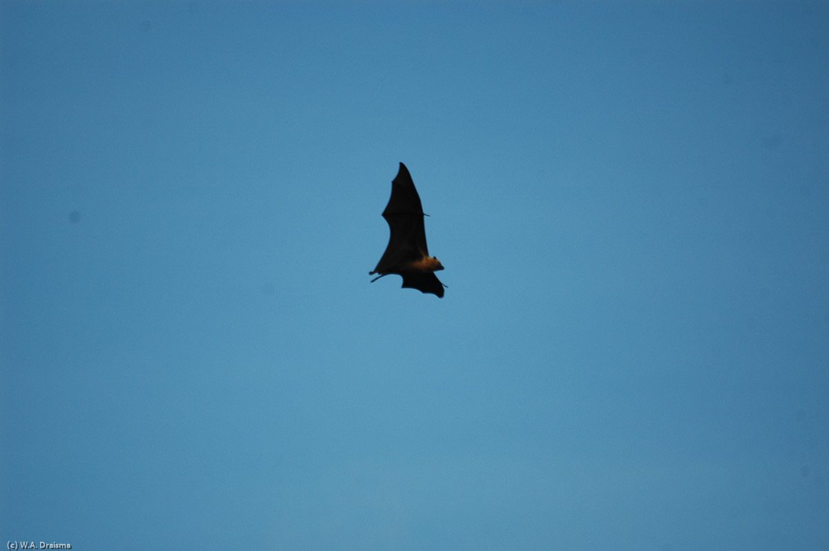 In the afternoon we make a short visit to Anse Lazio. Flying foxes abound.