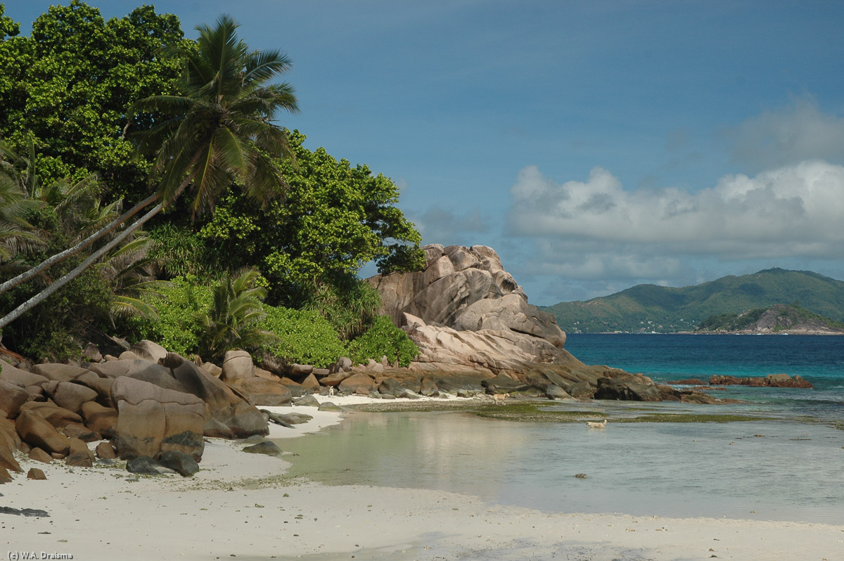 All over La Digue there are small beaches consisting of a few coconut palms, a couple of granite boulders, white sand and turquoise water.