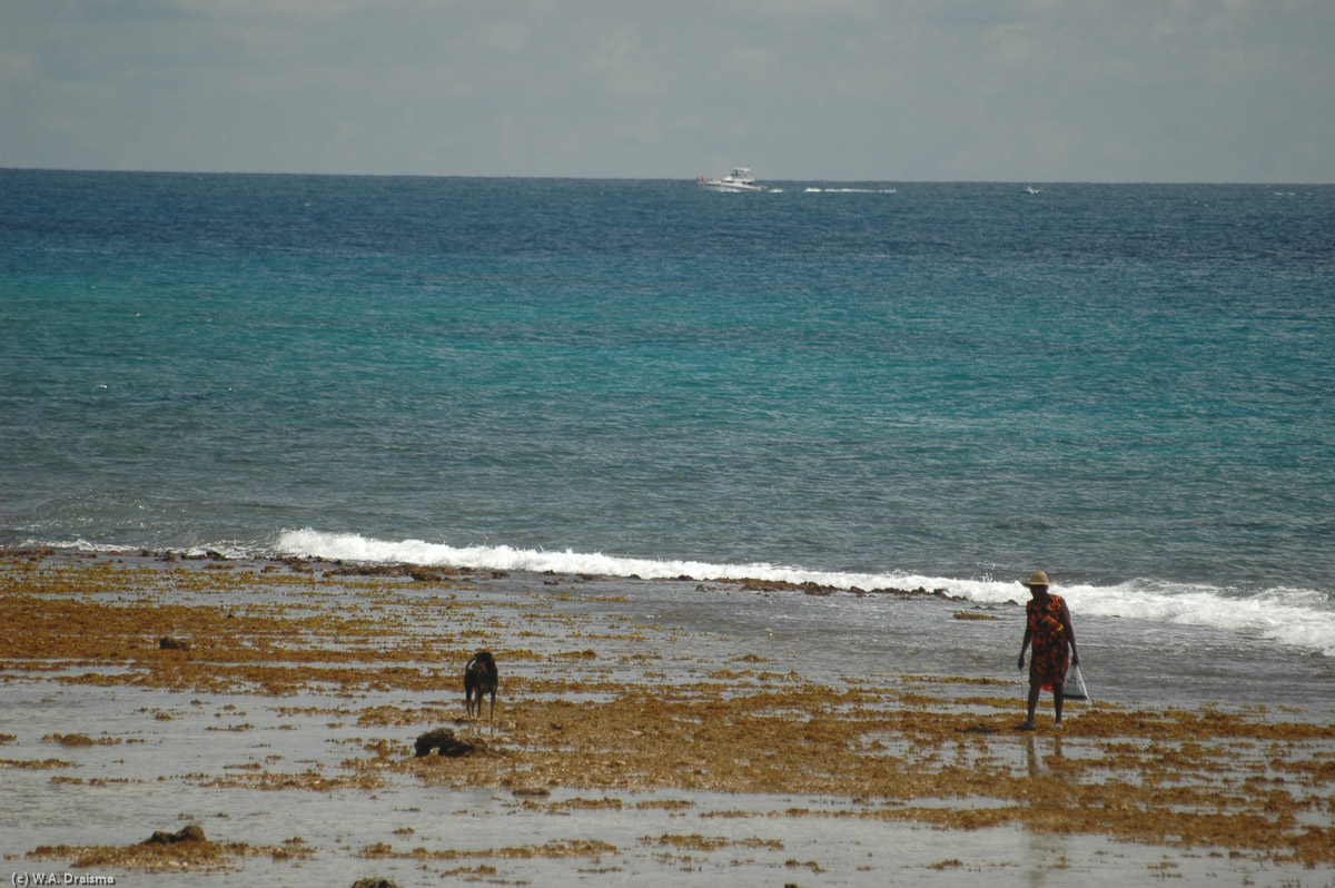 In the distance a woman walks over the reef to search for fruits de mer.