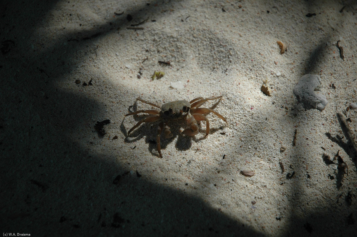 At the height of the day most people stick to the shadow. This small crab doesn't.