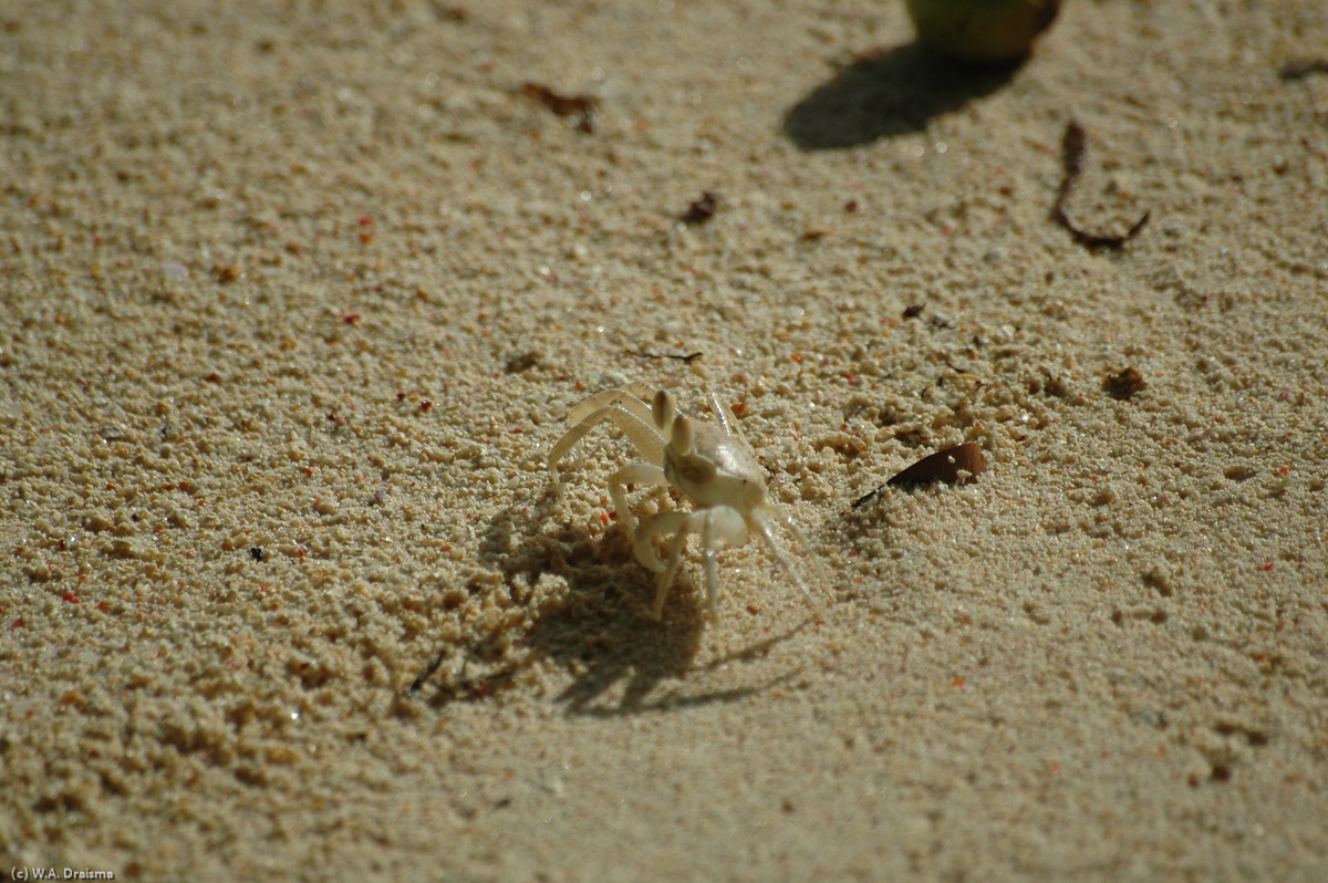 Ghost crabs are remarkably fast in running sideways.