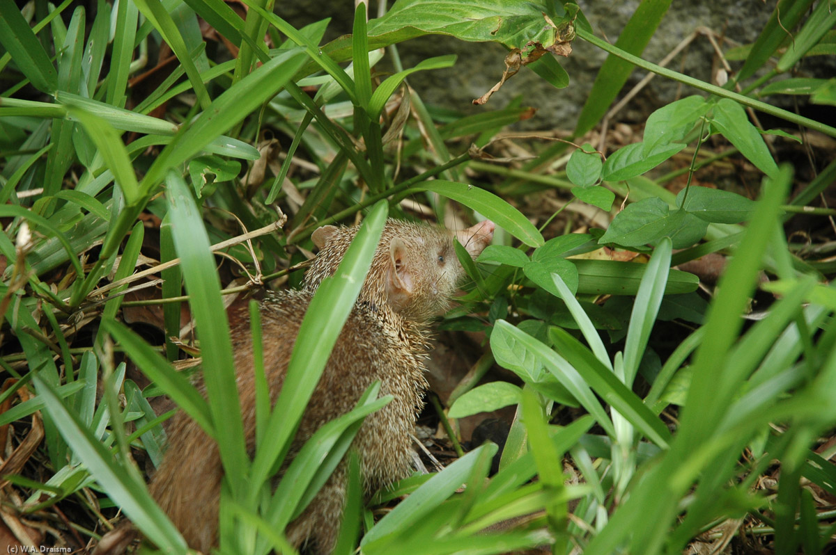On our way towards Anse Major we hear some noise in the shrubs along the footpath. To our surprise a tenrec appears.