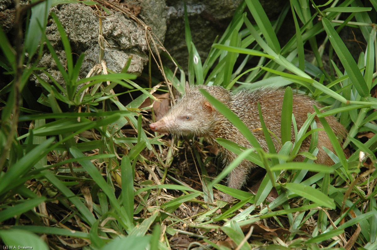 A tenrec is a hedgehog like mammal imported from nearby Madagascar. We didn't see one there but we're lucky here.