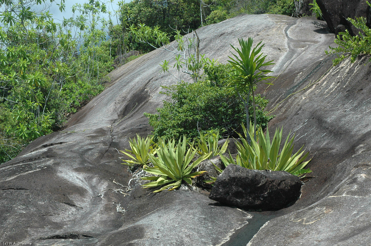 The footpath to Anse Major crosses several eroded sections where most of the vegetation no longer holds.