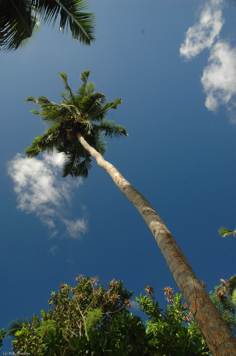 A familiar sight by now: tall and erect coconut trees.