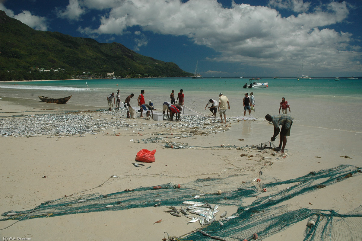 It's busy at Beau Vallon. Fishermen have come ashore to sort out the catch of the day.
