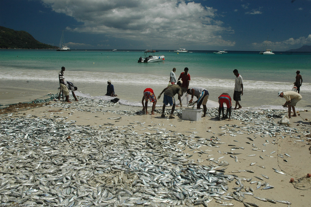 The fish is sorted on the beach, washed and transported to other parts of the island where the catch will be sold.