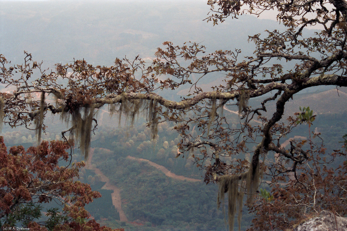 The Bvumba Mountains (''mountains of mists'') south east of Mutare have a high yearly average rainfall of 65 inches. The Bunga Forest Reserve protects an area of the resulting montane and cloud forest with unique flora.