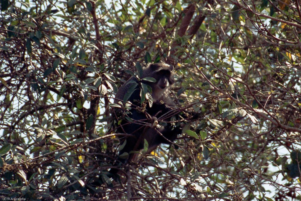 The Bunga Forest also has a population of samango monkeys with its blue-grey fur and black markings.