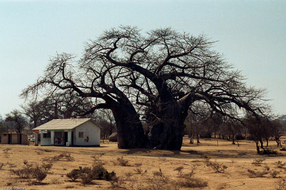 Approximately half way, we pass the tiny village of Birchenough Bridge, named after the nearby bridge over the Save River. One of its shops is Zuongerai's Bottlestore, situated in the shade of an imposing baobab.