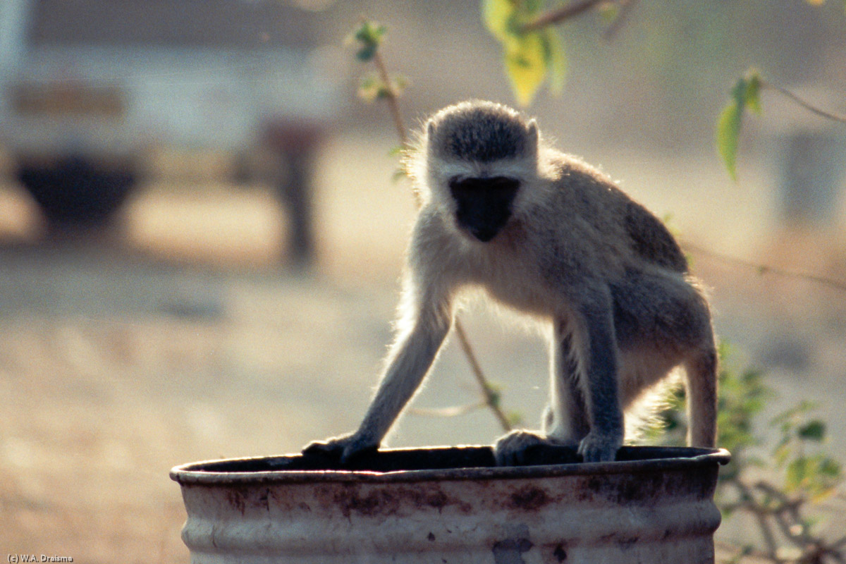 Vervet monkeys are a common sight on the Great Zimbabwe's camp site, waiting for their chance to snatch something edible from the camp site's campers.