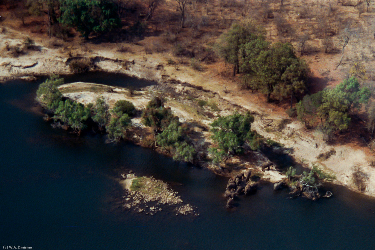 A herd of elephants in Mosi-oa-Tunya National Park, upstream of the Victoria Falls on the border of the Zambezi.