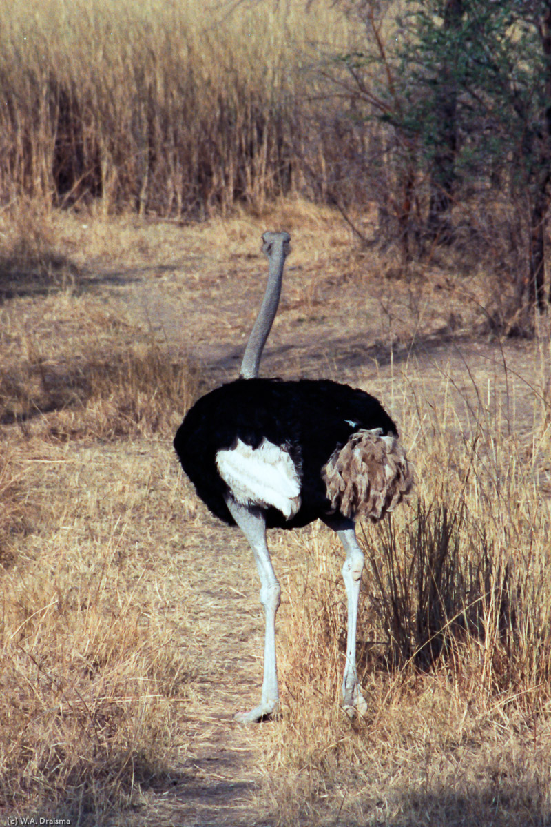 On our approach an ostrich runs away into the bush.