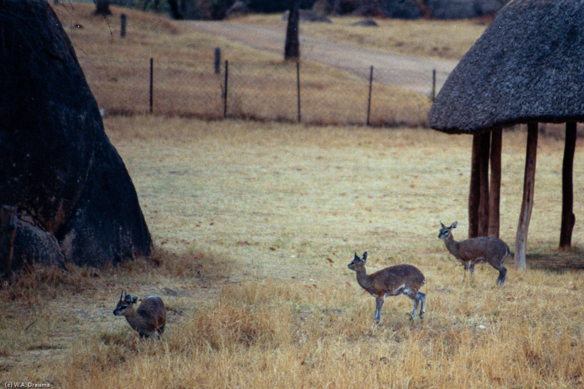 Three more klipspringers examine the campsite in the early hours around sunrise.