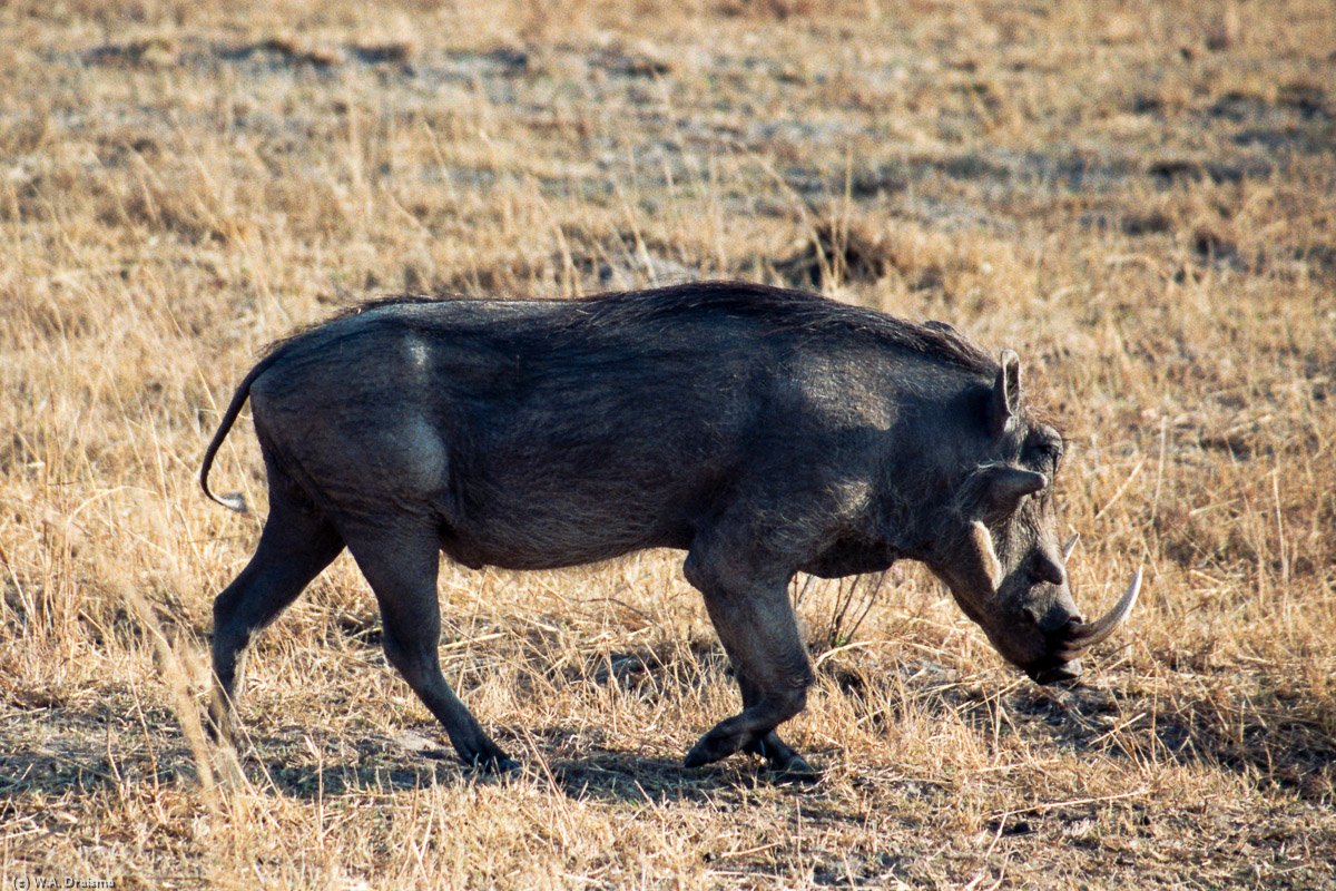 The warthog, identifiable by the two pairs of tusks protruding from the mouth and curving upwards, is a wild member of the pig family. The lower pair becomes razor sharp by rubbing against the upper pair every time the mouth is opened and closed.
