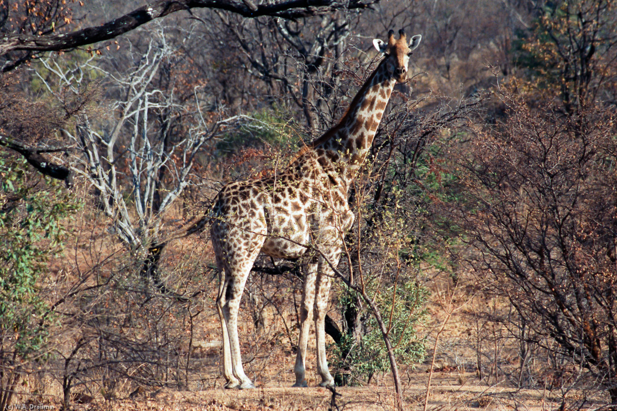 Not far from Nswatugi cave and its painted giraffes, we find a live specimen, curiously watching us. Apart from being a UNESCO World Heritage Site, part of Matobo is also a game park with a wide diversity of animals.