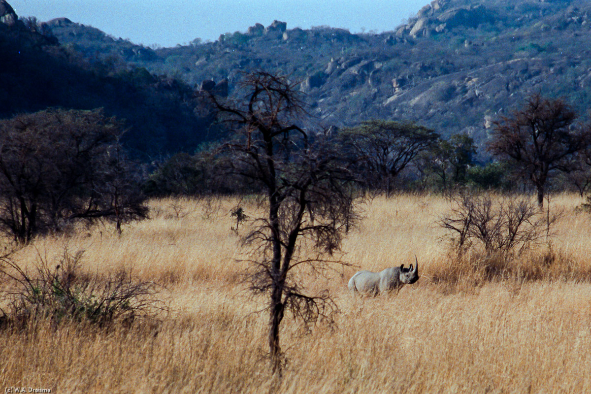A white rhino roams through the tall savannah grasslands. Matobo has been restocked with white rhinos from Kwa-Zulu Natal in the 1960s.