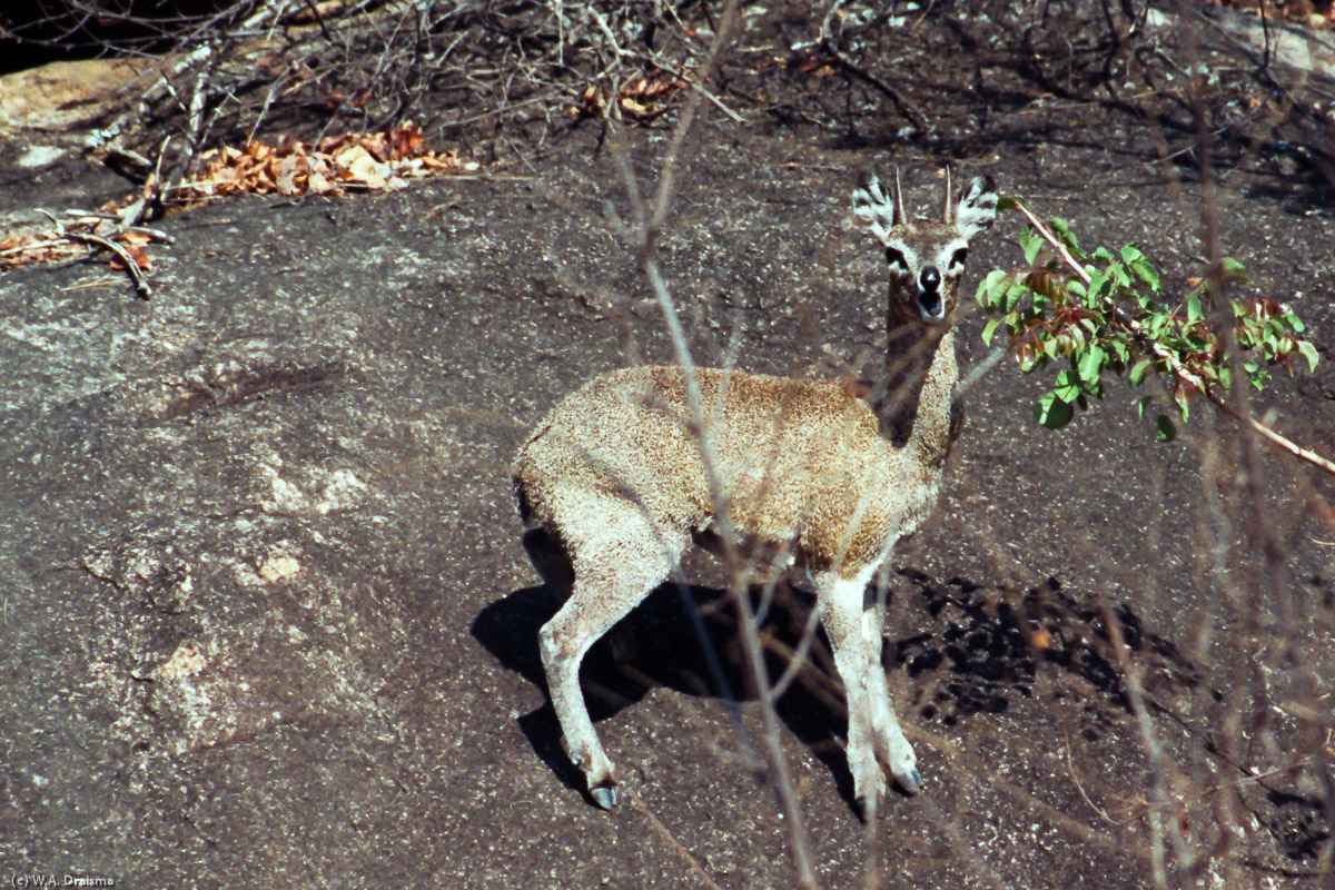 Klipspringers are smaller than most other antelopes. They can fit all four hooves on a piece of cliff roughly 30 mm in diameter. Their agility on rocks is so extreme that their most dangerous enemies are eagles and humans only.