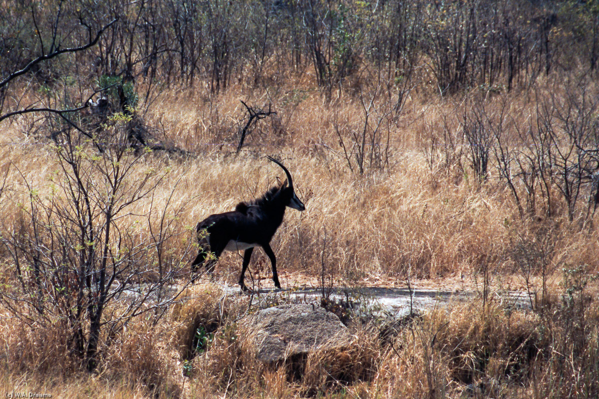 A lone sable antelope shows its characteristic curved horns. Many predators have been killed by sable antelopes using their horns in defense when being threatened.