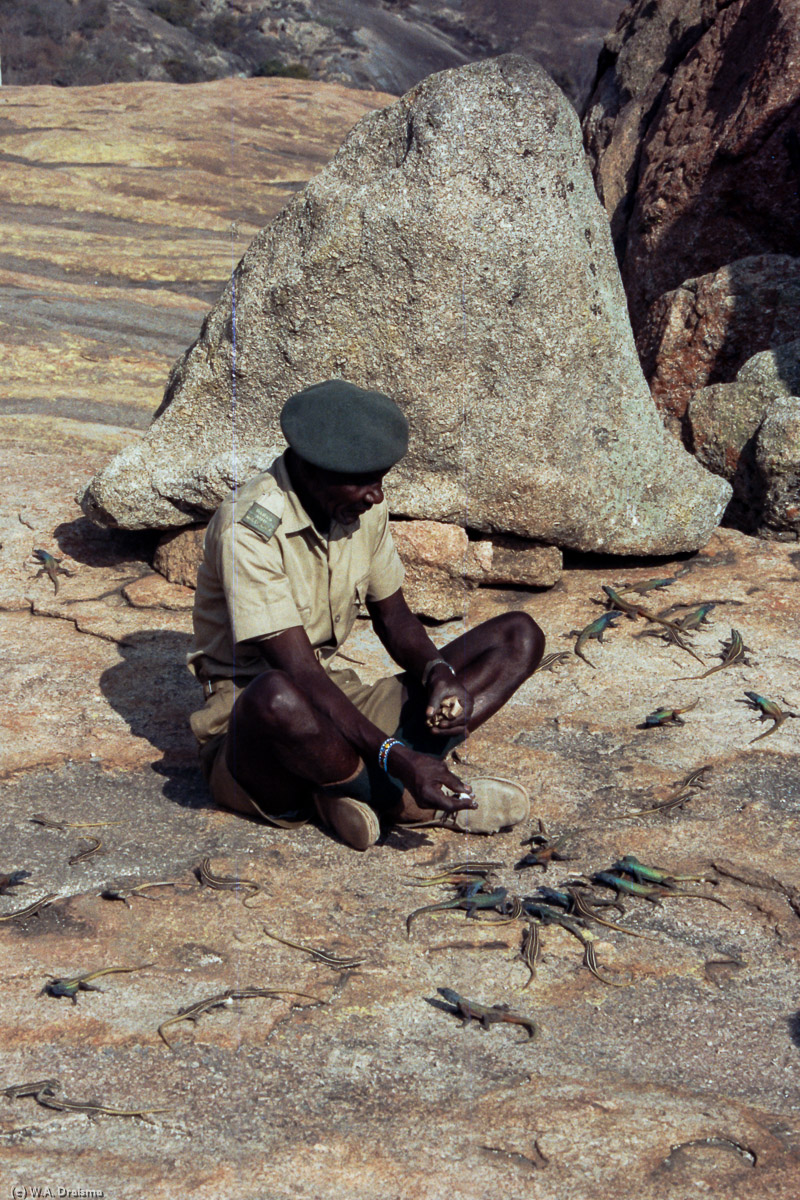 Sidakwa Ncube, also known as the lizard man of Matopos Hills, is a remarkable character on the summit of Malindidzimu, the place where Cecil Rhodes is buried. Sidakwa is able to summon lizards and they eat from his hands.