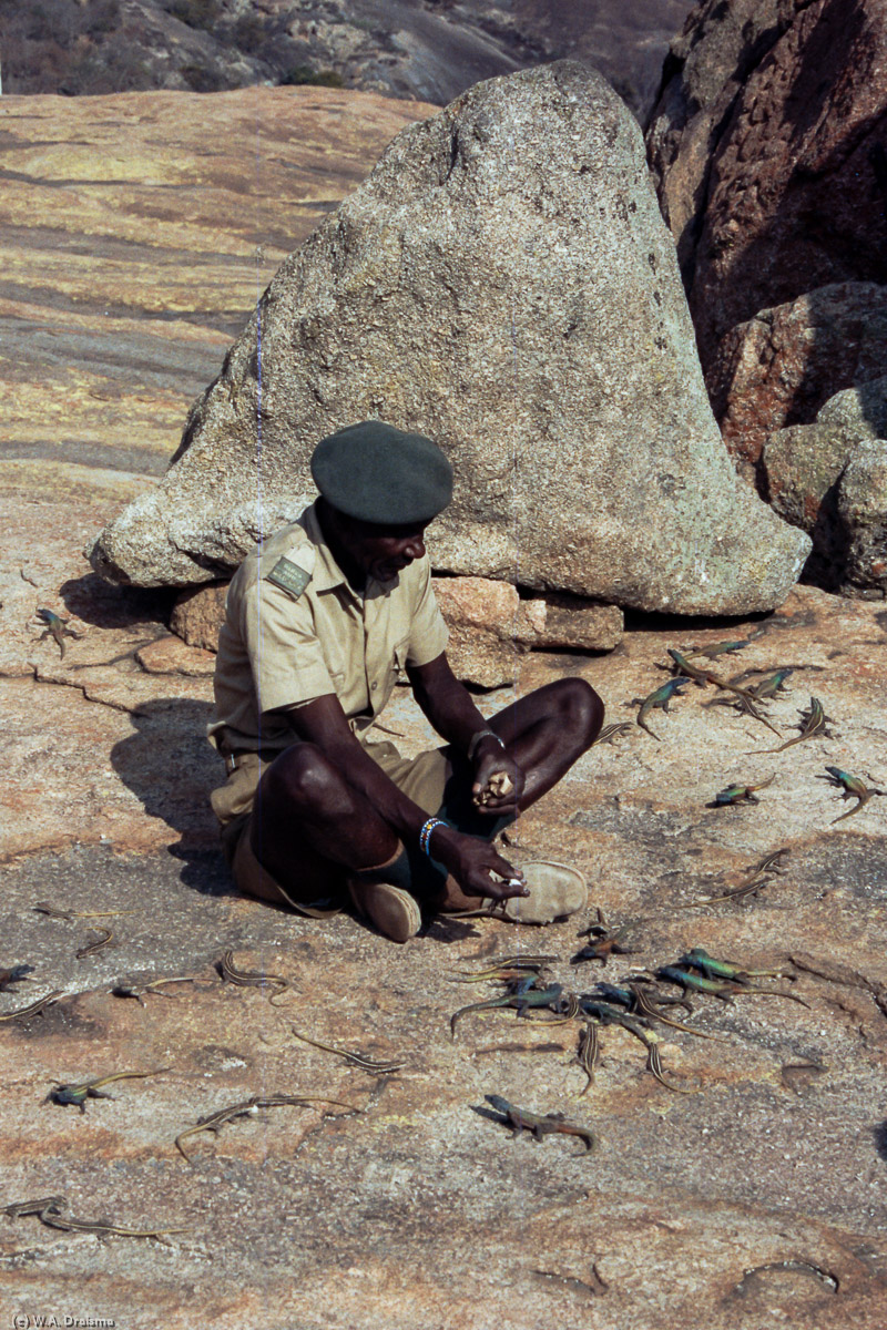 Sidakwa Ncube, also known as the lizard man of Matopos Hills, is a remarkable character on the summit of Malindidzimu, the place where Cecil Rhodes is buried. Sidakwa is able to summon lizards and they eat from his hands.