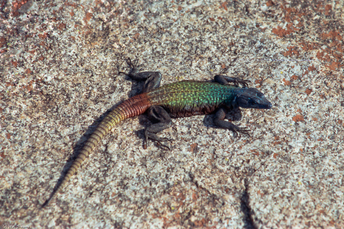 Many of the lizards have beautiful colors with blue heads and green-yellow and red bodies. They range in size up to 30 cm.